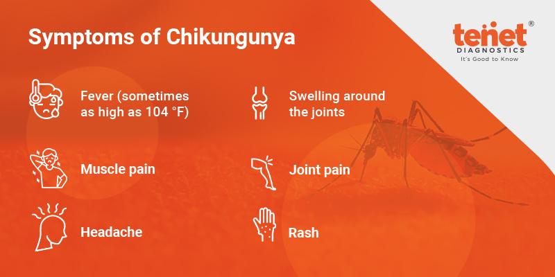 chikungunya symptoms